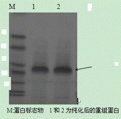 Indirect ELISA kit for cat toxoplasma gondii serum antibody and preparation method thereof