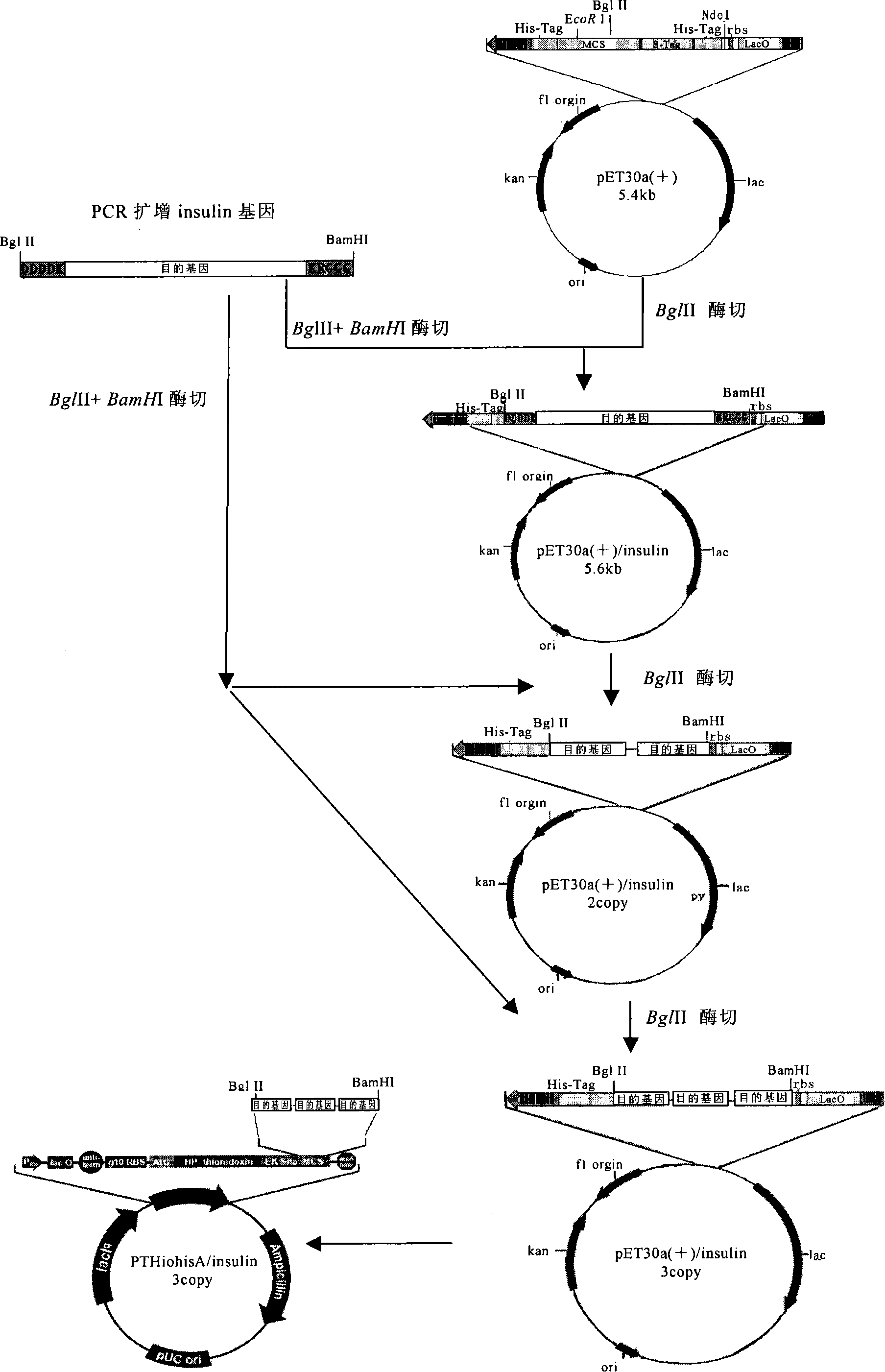 Connecting peptide and polypeptide amalgamation representation method for polypeptide amalgamation representation