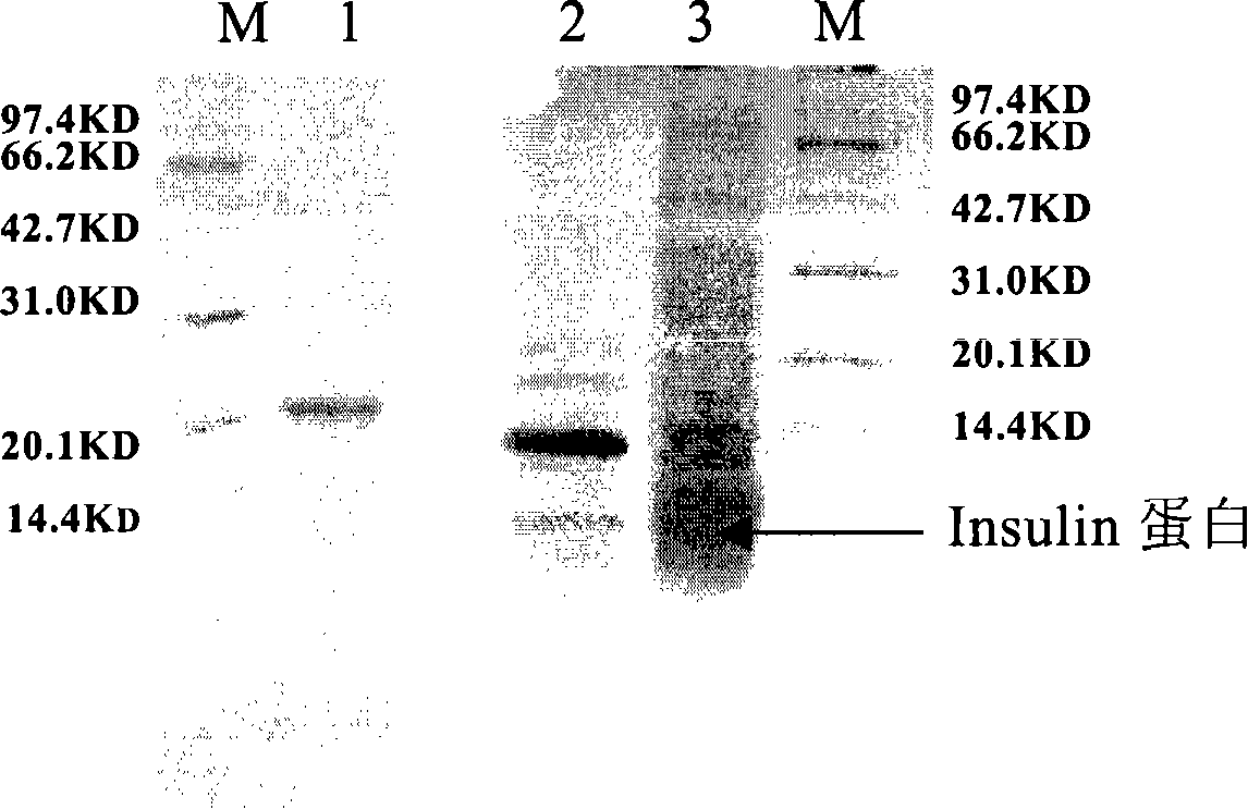 Connecting peptide and polypeptide amalgamation representation method for polypeptide amalgamation representation