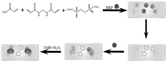 A kind of preparation method of hrp imprinted hydrogel