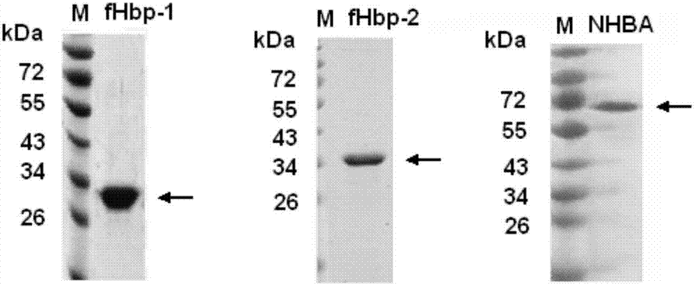 Meningococcus antigen composition and applications thereof