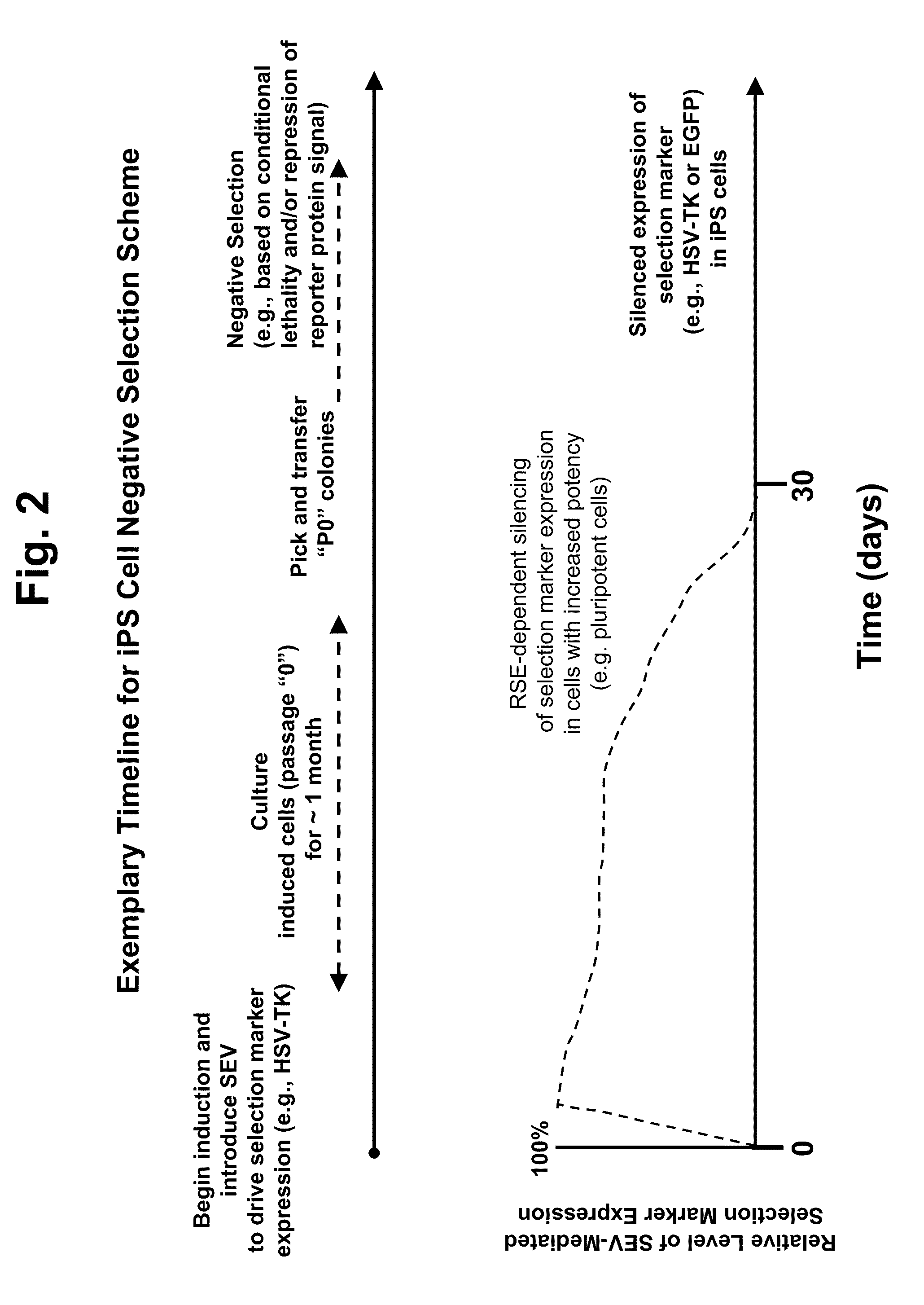 Methods and compositions for selection of stem cells