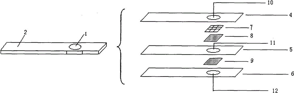 Dry chemistry test paper for quantitative determination of urea content in human blood