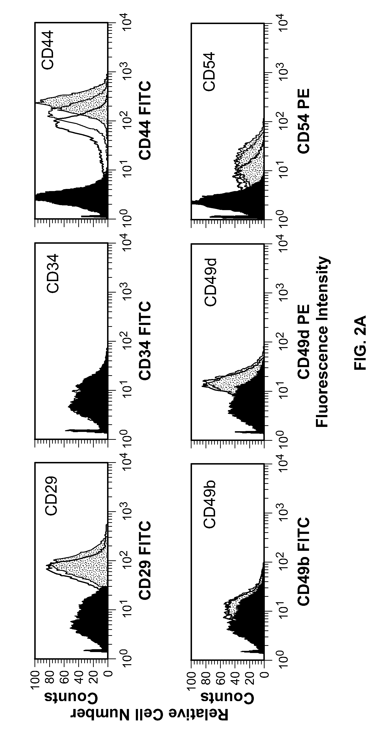 Homing in mesenchymal stem cells