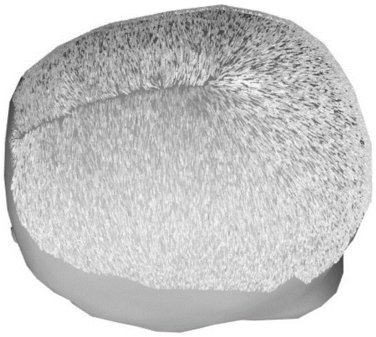 Vivid static-state hair modeling method based on multiple direction fields