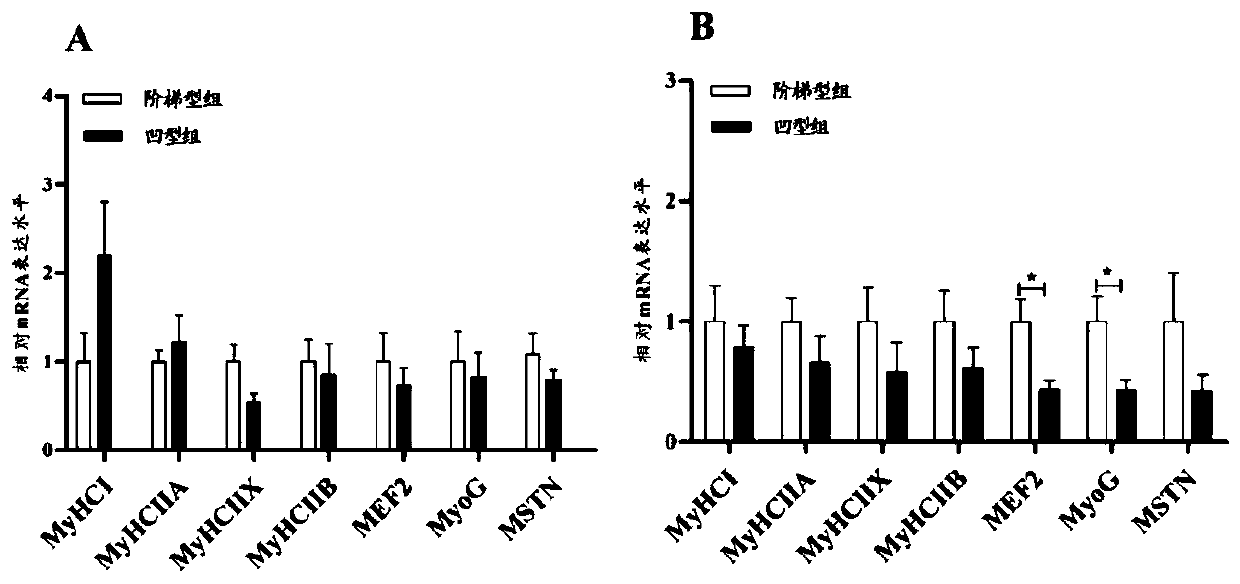 Guangdong small-ear spotted pig gestation period feeding method for promoting development of offspring muscle