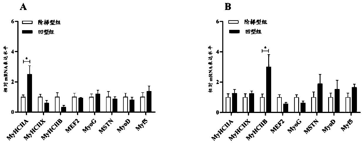 Guangdong small-ear spotted pig gestation period feeding method for promoting development of offspring muscle