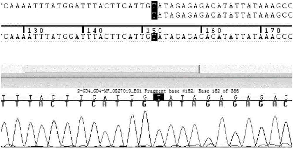 HLA-B*1502 detection kit