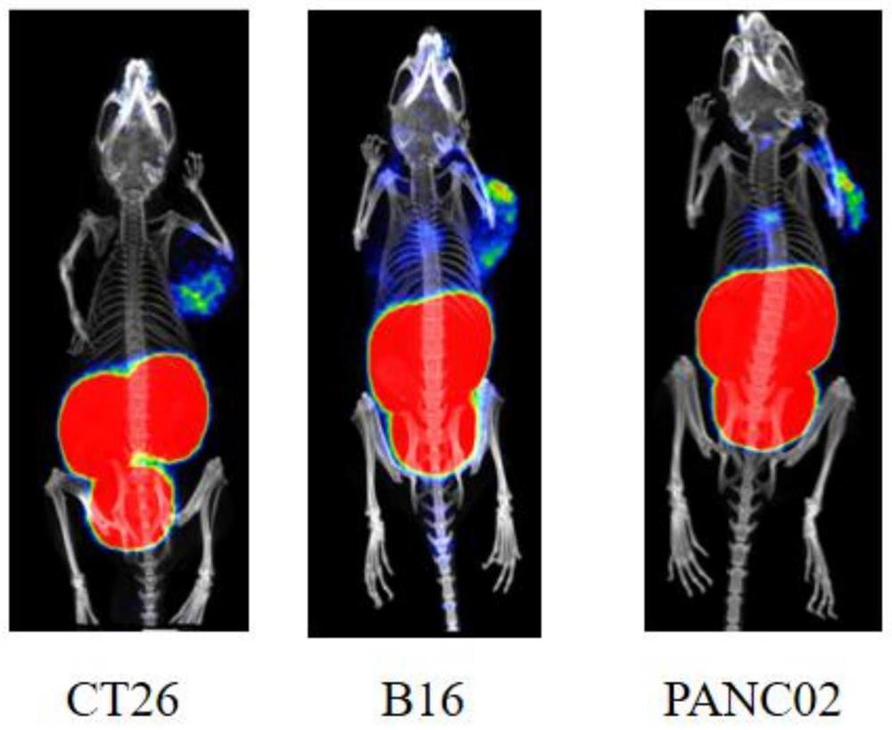 PET (Polyethylene Terephthalate) molecular probe taking PD-L1 pathway as target spot and application of PET molecular probe