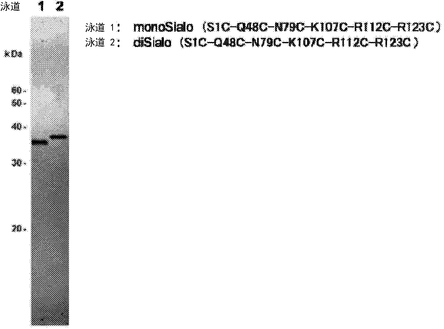 Polypeptide having sialylated sugar chains attached thereto