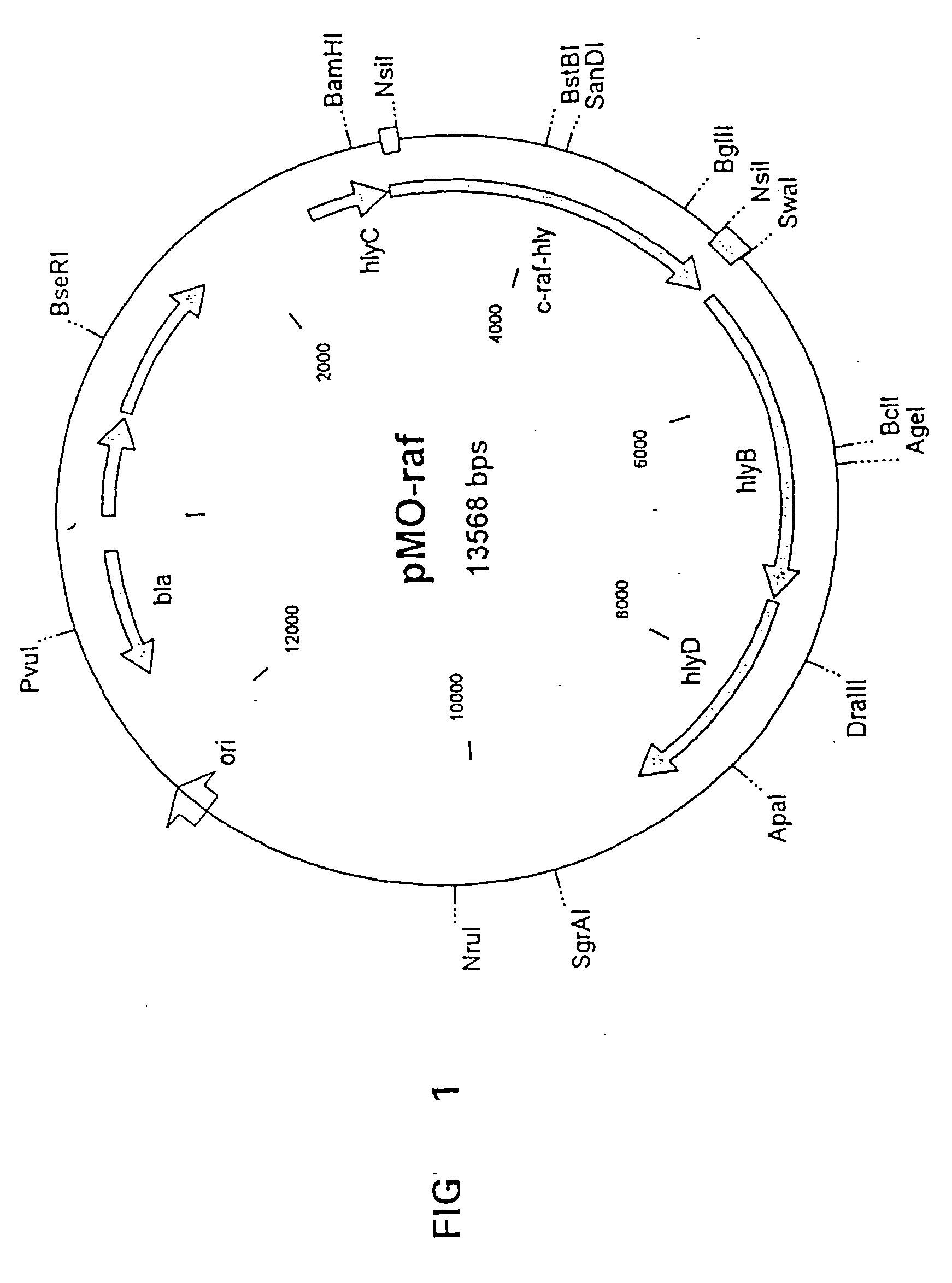 Microorganisms as carriers of nucleotide sequences coding for cell antigens used for the treatment of tumors