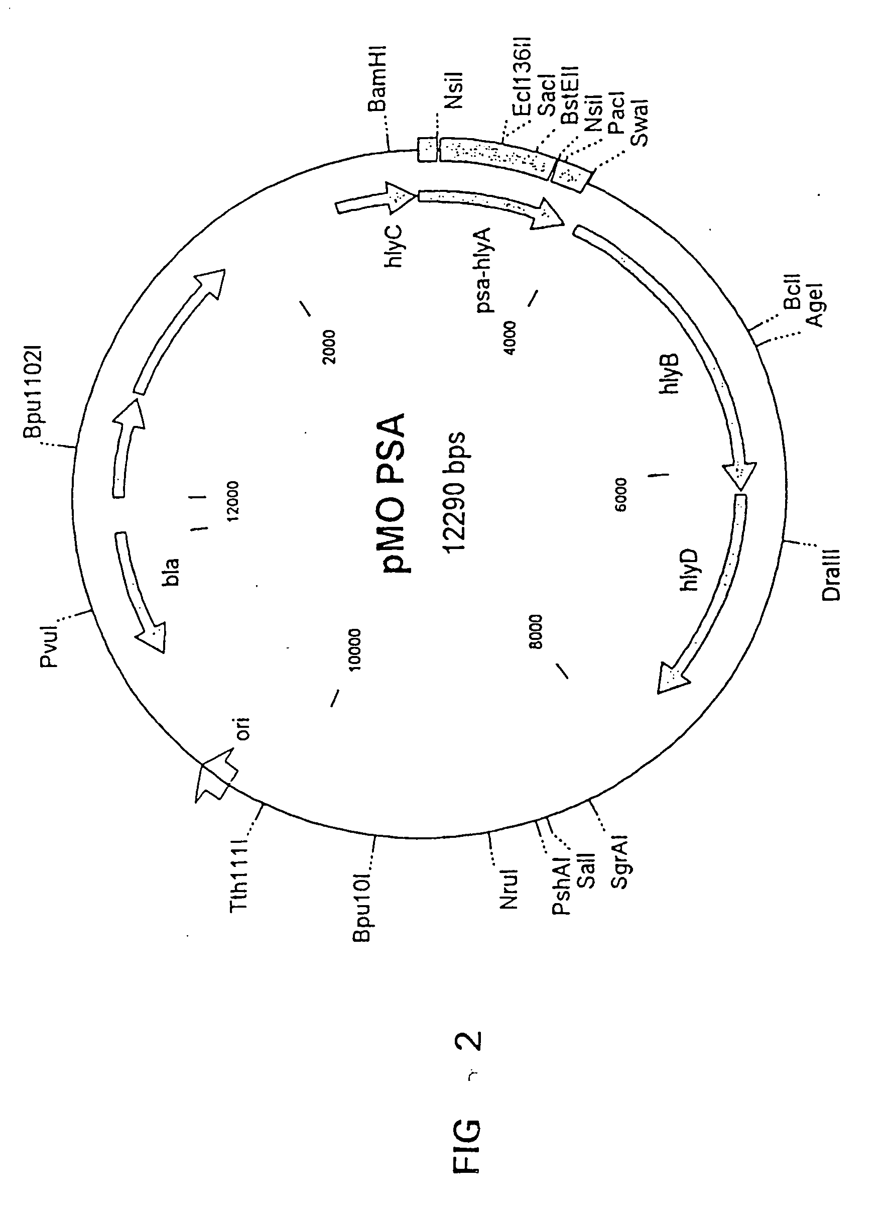 Microorganisms as carriers of nucleotide sequences coding for cell antigens used for the treatment of tumors