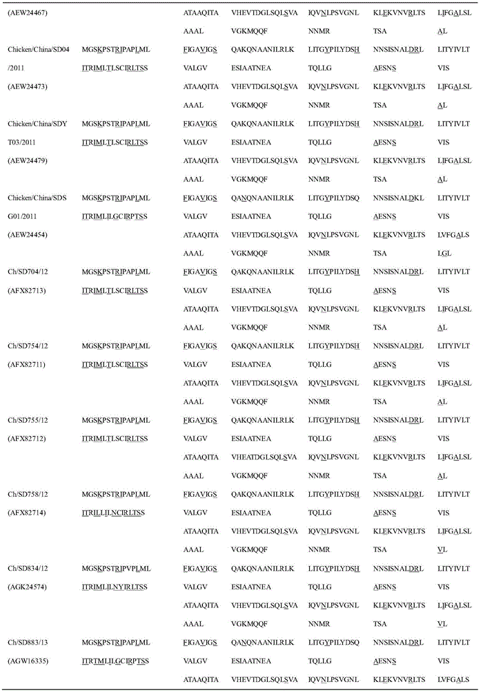 Isolation, identification and purification method and application of gene VII type Newcastle disease virus strain