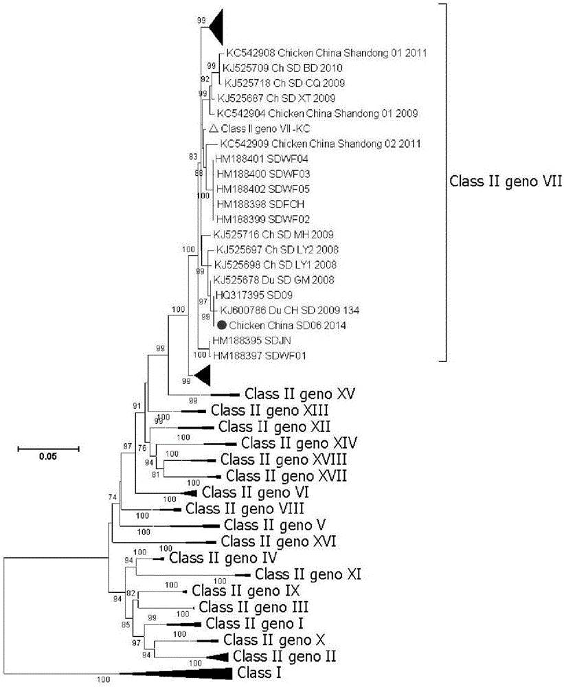 Isolation, identification and purification method and application of gene VII type Newcastle disease virus strain