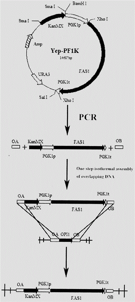 Saccharomyces cerevisiae strain with high yield of flavor ethyl ester and construction method of saccharomyces cerevisiae strain