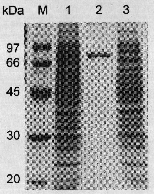 Low-temperature alpha-galactosidase GalA17, gene thereof and application thereof