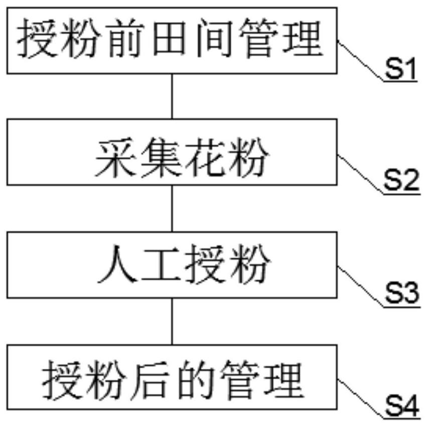 A kind of pollination method to improve the yield of spring Amomum