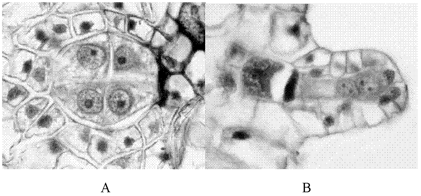 Paraffin section method for fern gametophytes