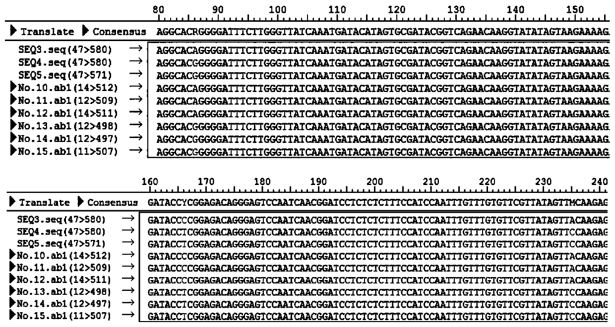 DNA barcode primer pair for amplification of liriodendron chinense(Hemsl.)Sarg. and identification method of liriodendron chinense(Hemsl.)Sarg. and germplasm source of liriodendron chinense(Hemsl.)Sarg.