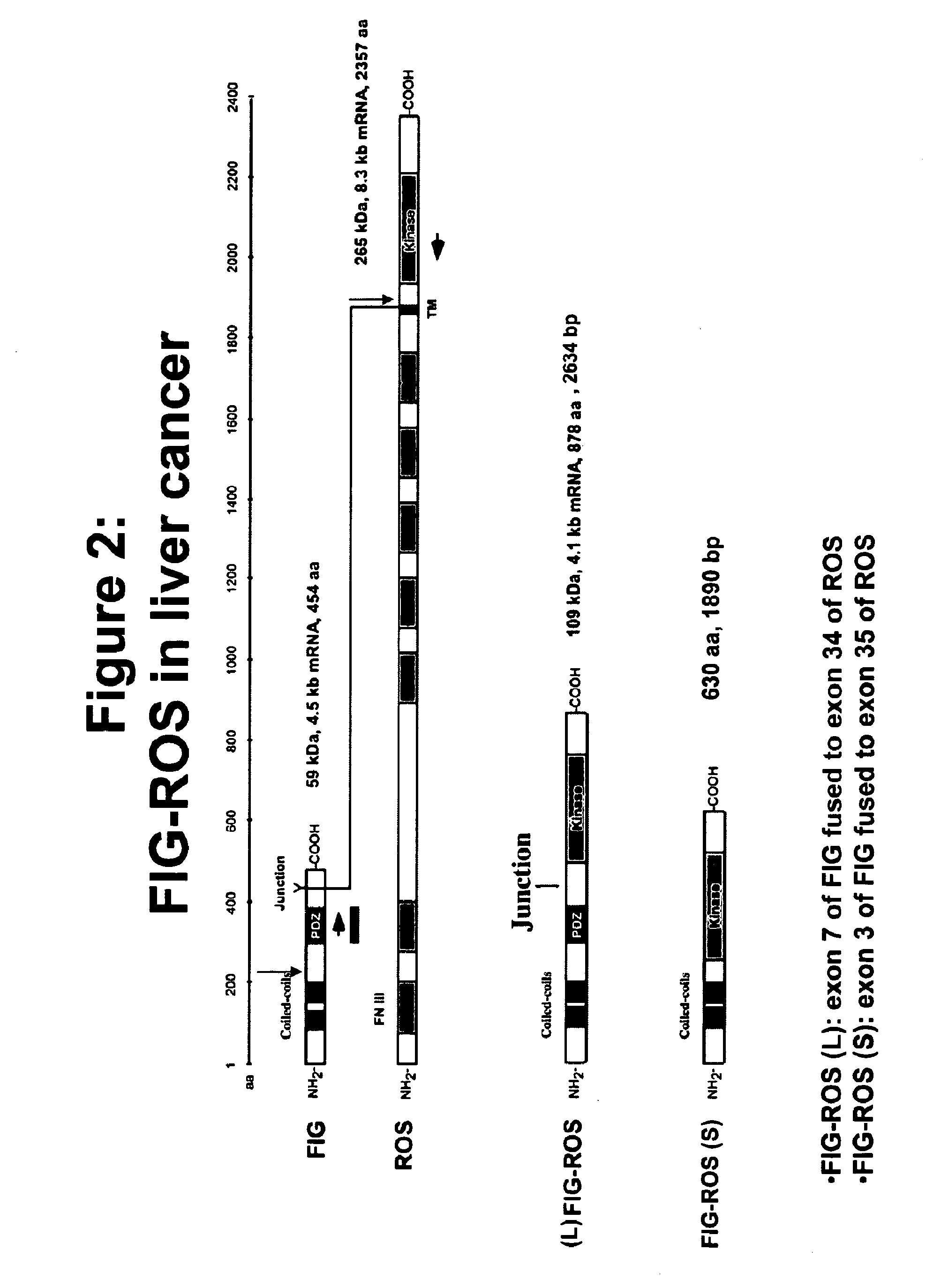 Mutant ROS Expression In Human Cancer