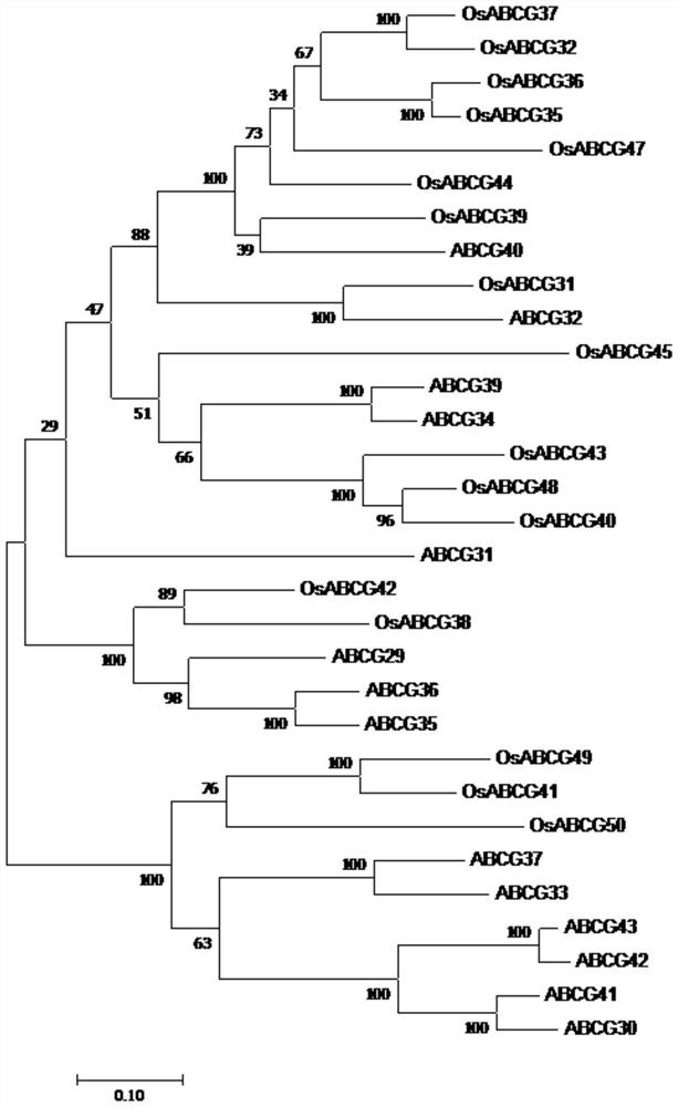 The osabcg48 gene and its application in improving the resistance of unicellular organisms and plants to cadmium stress