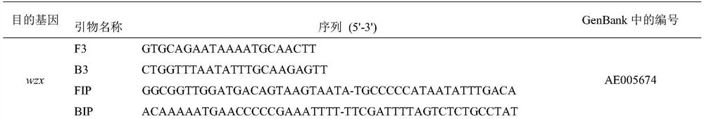 Lamp primers and detection methods for the detection of Shigella flexneri serotypes 2a and xv