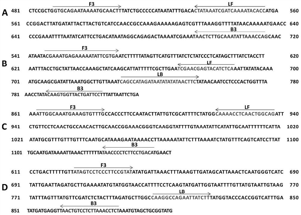 Lamp primers and detection methods for the detection of Shigella flexneri serotypes 2a and xv