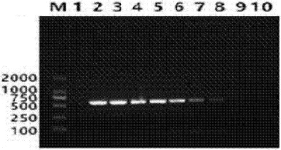 Bovine respiratory syncytial virus nano-PCR detection kit and preparation method thereof