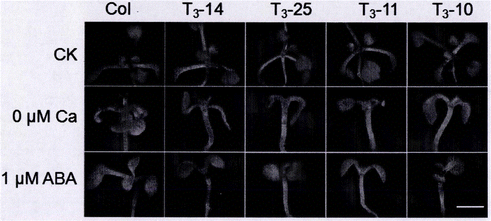 Sensing gene CML11 capable of adjusting plant calcium nutrient and drought signal from Sabina vulgaris and application thereof