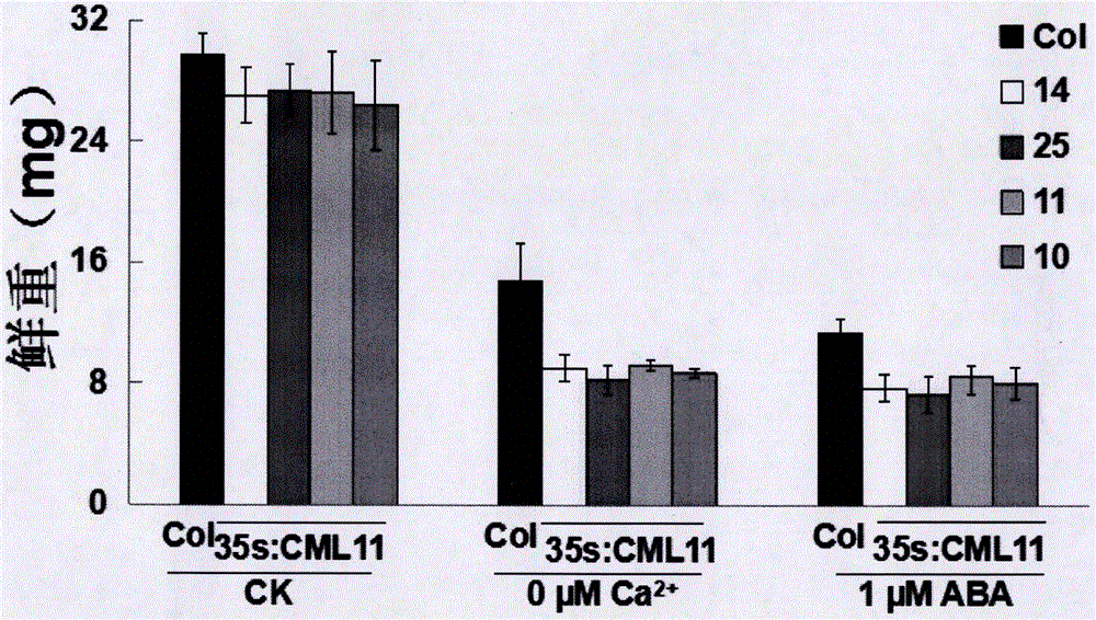 Sensing gene CML11 capable of adjusting plant calcium nutrient and drought signal from Sabina vulgaris and application thereof