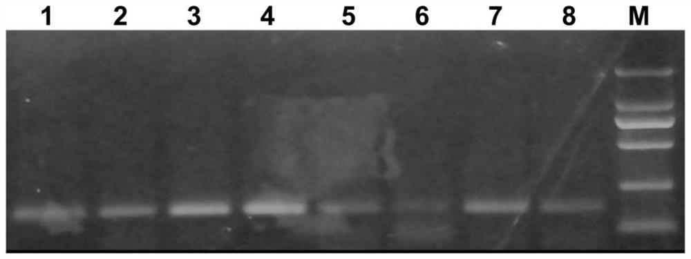 Extraction method of microsporidium DNA based on 3D printing functive, reagent kit and application of extraction method