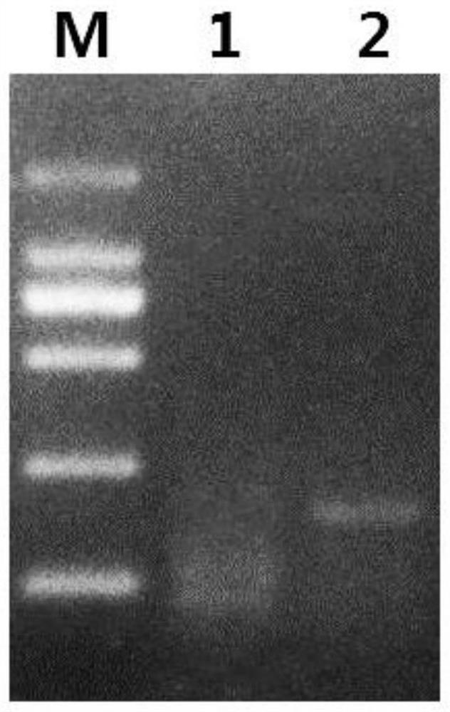 Extraction method of microsporidium DNA based on 3D printing functive, reagent kit and application of extraction method