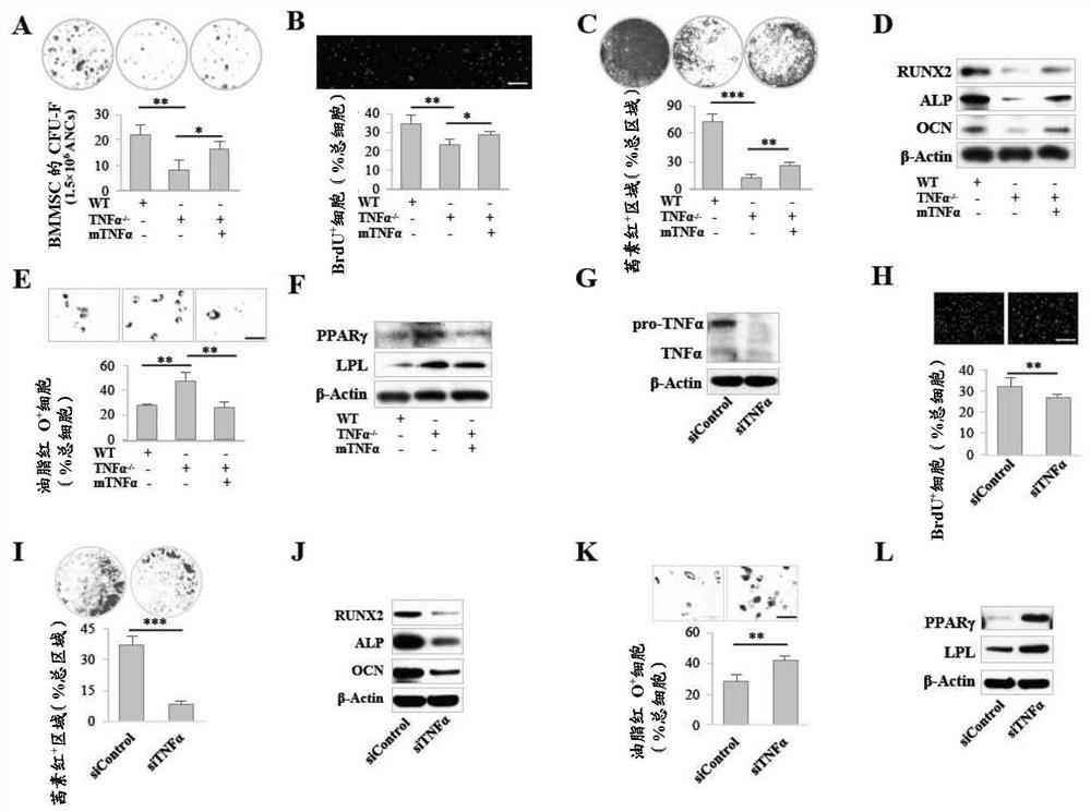 Application of rapamycin or tumor necrosis factor alpha in preventing and/or treating diseases associated with mesenchymal stem cell injury