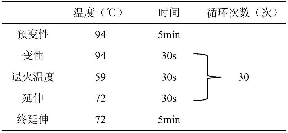 Molecular marker for identifying subspecies of northern sea track of sika deer, identification method and application