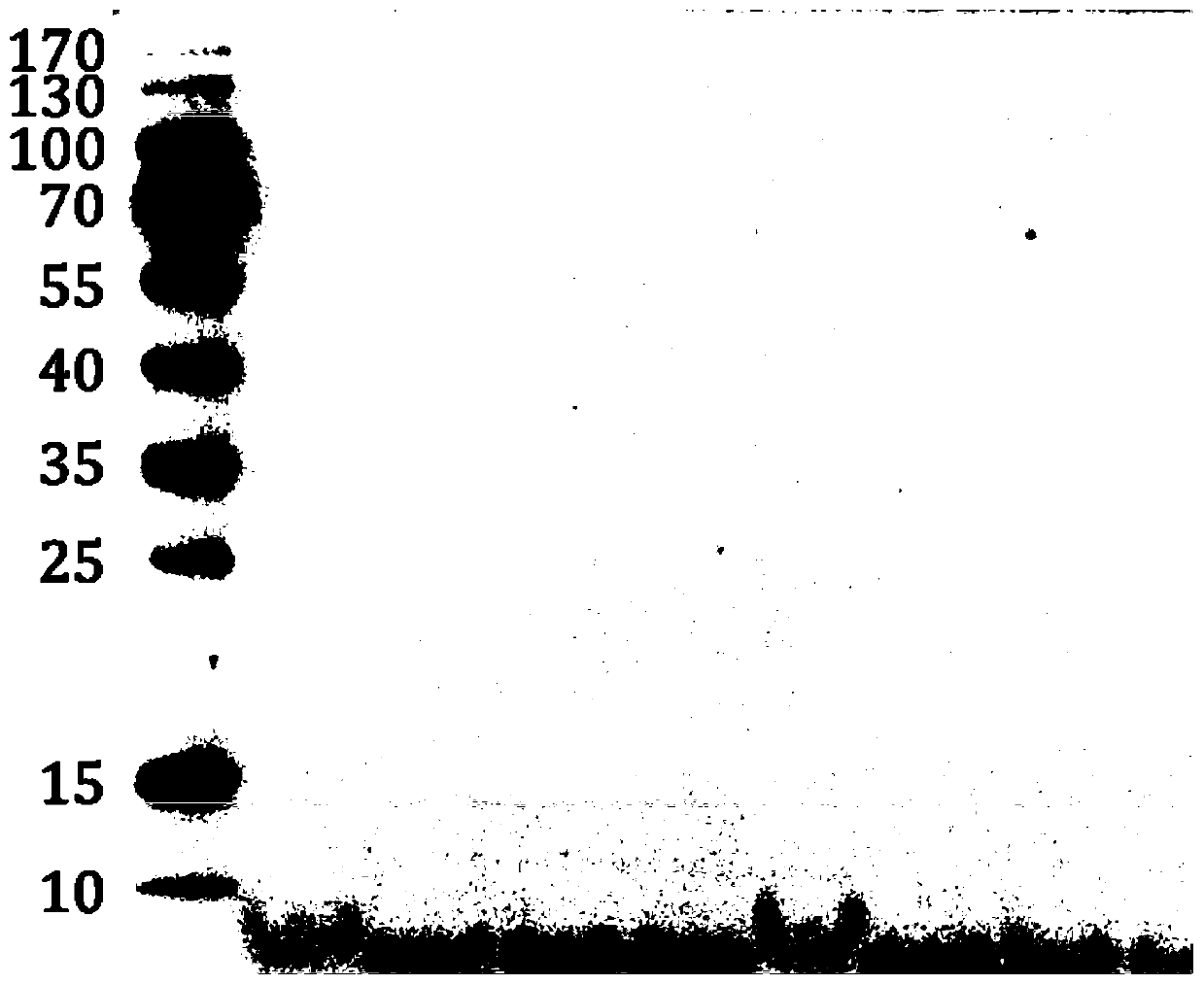 Transfer buffer for promoting residence of small molecular proteins on PVDF membrane