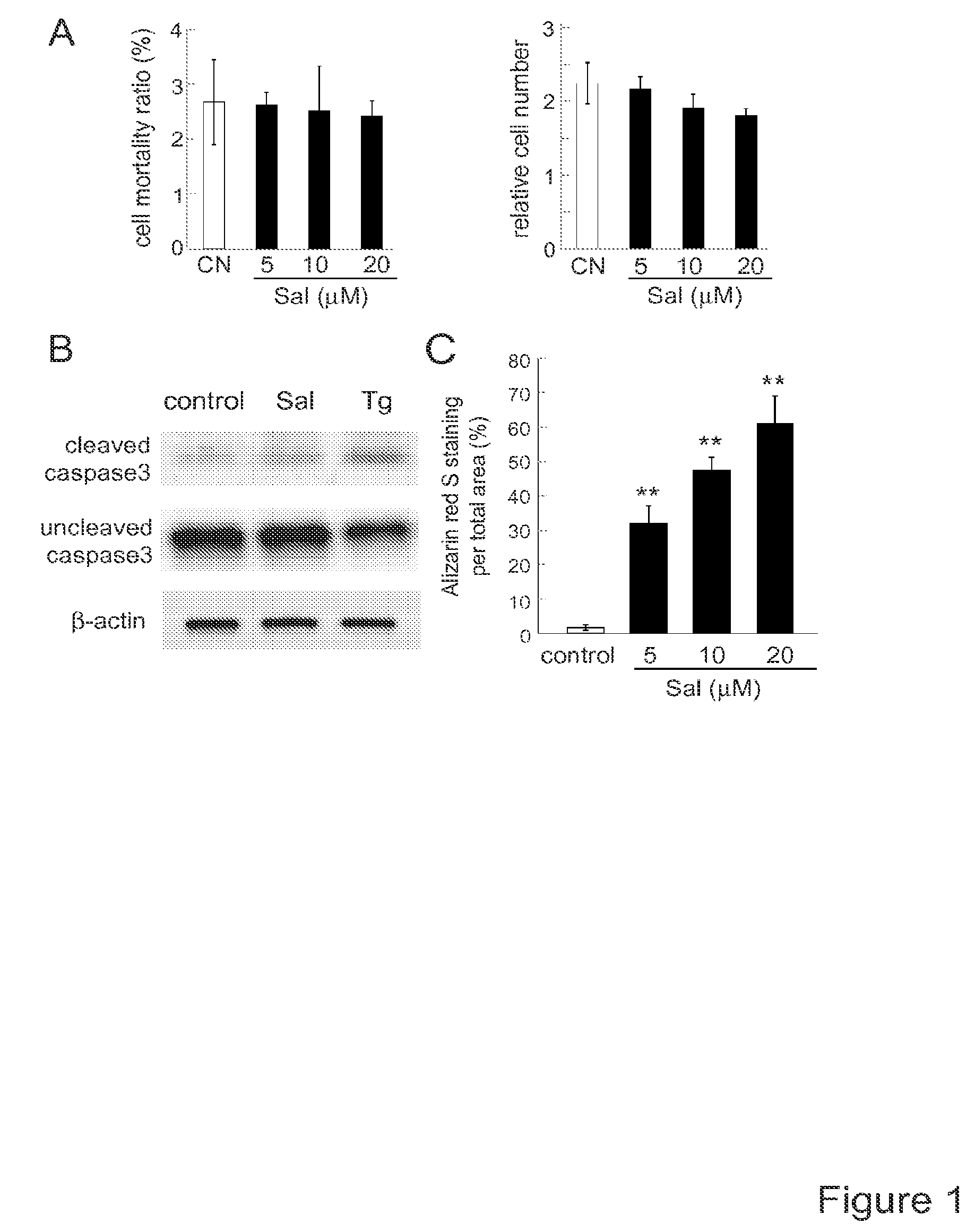 Compositions and methods for treating bone diseases