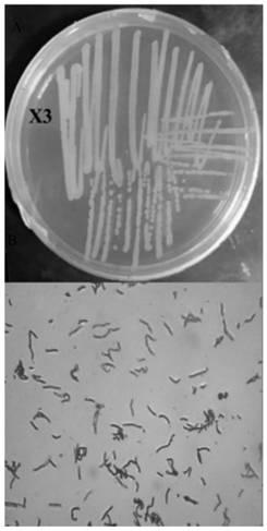 A kind of shamfu bacillus strain x3 and its application