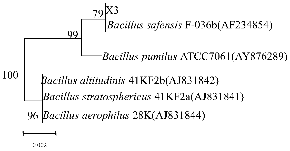 A kind of shamfu bacillus strain x3 and its application