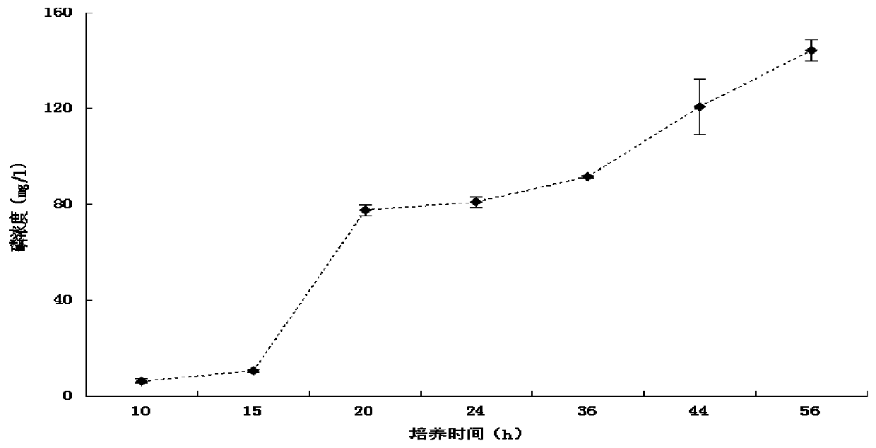 A kind of shamfu bacillus strain x3 and its application