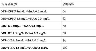 A tissue culture method using Pan's Bingdengyulu inflorescence axis as explant