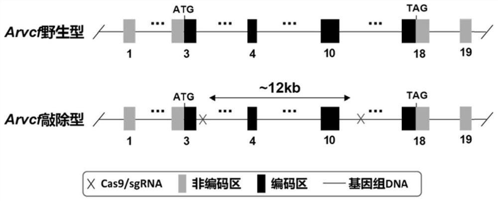 Construction method and application of arvcf gene knockout animal model