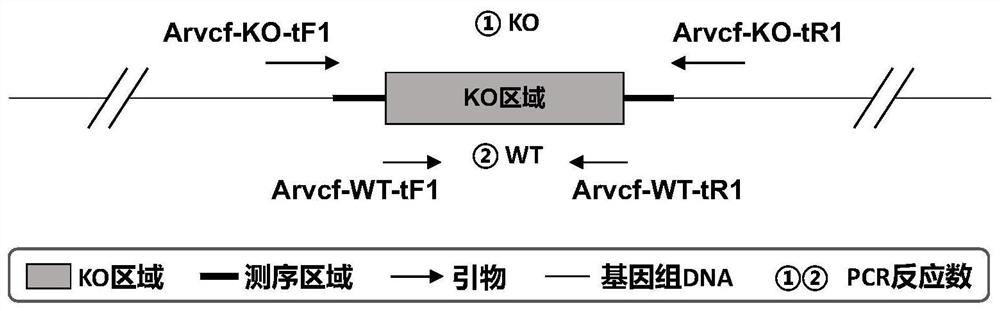 Construction method and application of arvcf gene knockout animal model