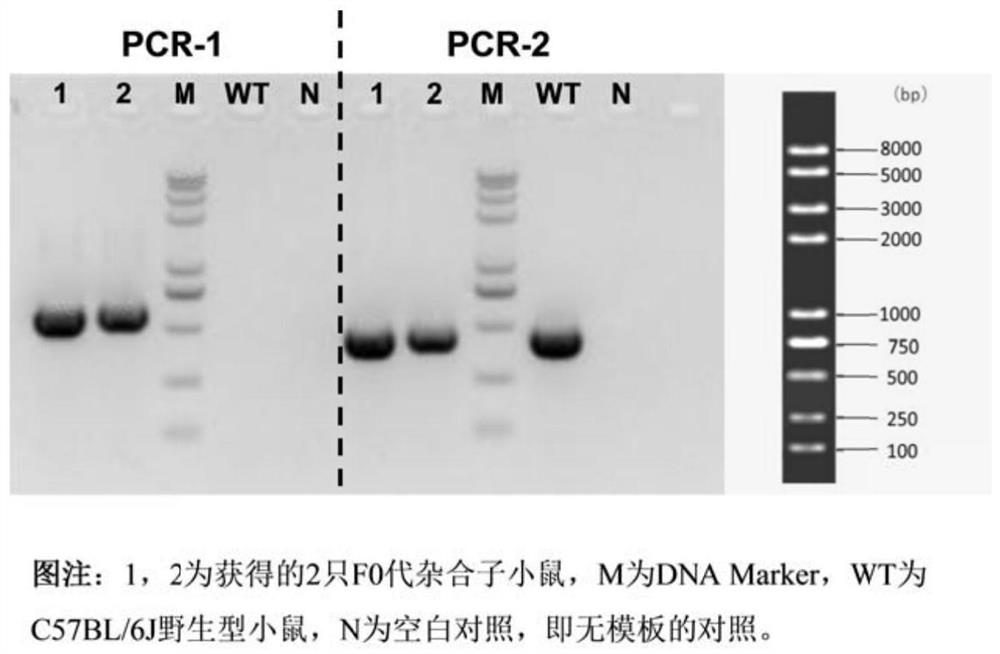 Construction method and application of arvcf gene knockout animal model