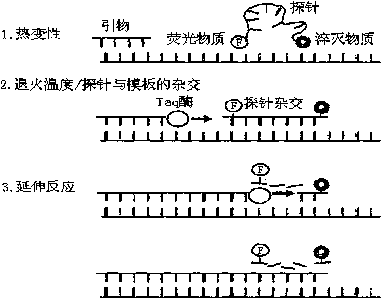 Dual real-time fluorescent RT-PCR identification and detection method of PRRSV classic strain and highly pathogenic mutant strain