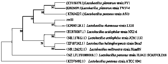 Beverage fermented through hericium erinaceus and lactic acid bacteria, and preparation method of beverage