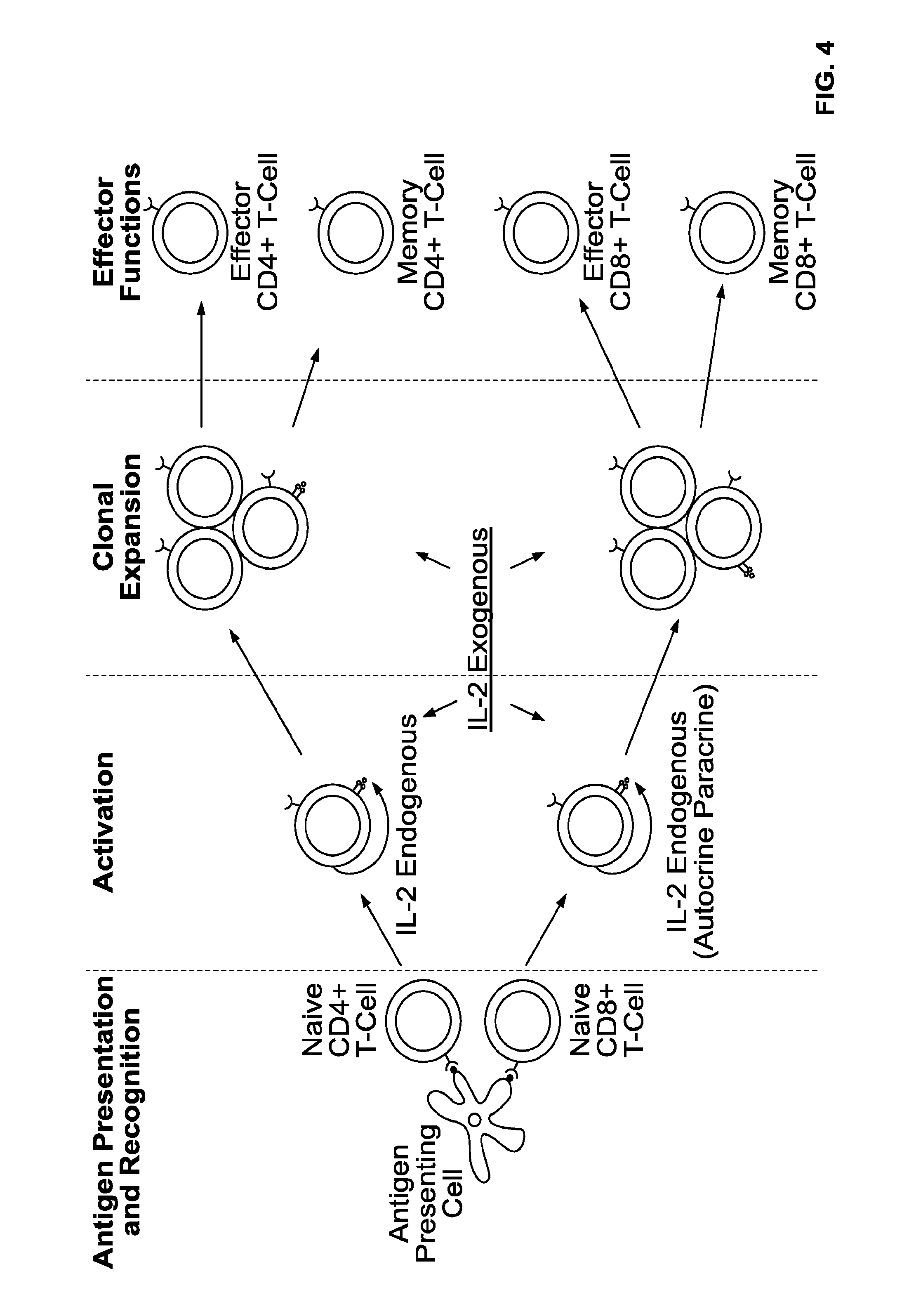 Neoadjuvant treatment of cancer with proleukin