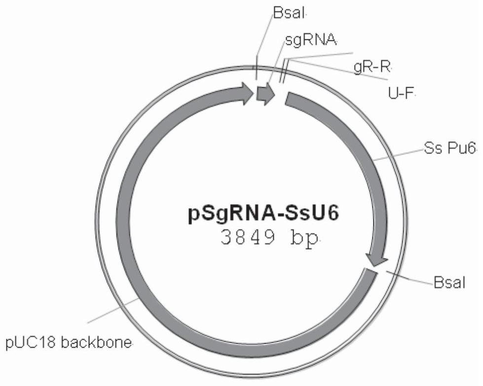 Near-in-situ Complementation Method for Site-directed Insertion Mutation of Fungal Genes