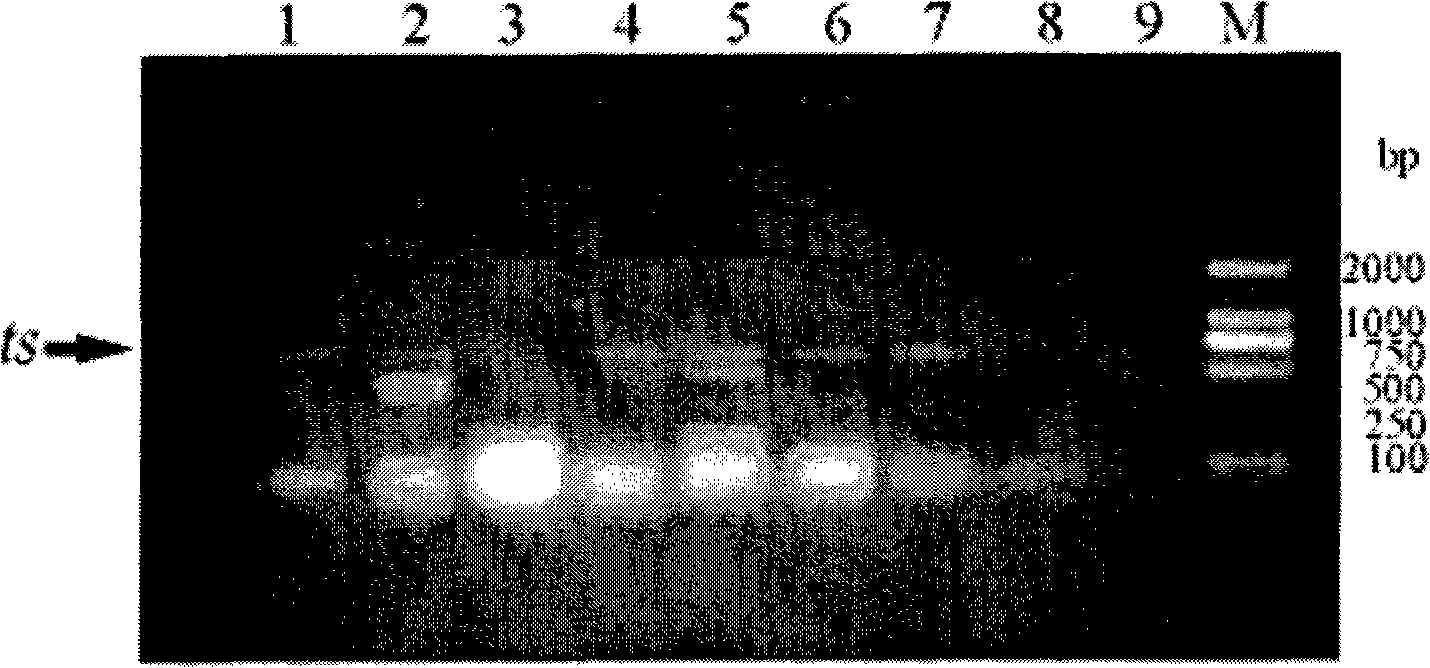 Molecule identification method for taxol-producing endophytic fungi in yew