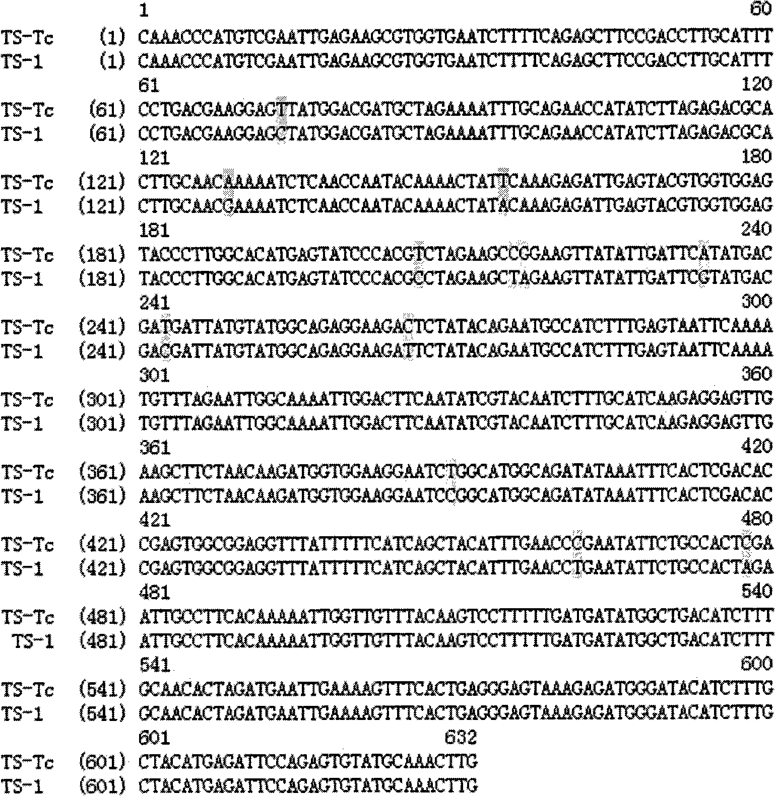 Molecule identification method for taxol-producing endophytic fungi in yew