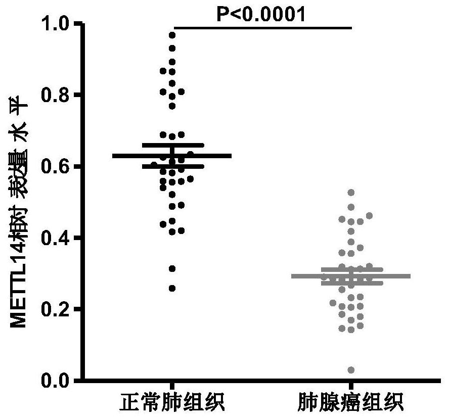 Application of mettl14 gene as a biomarker in the preparation of prognostic detection preparations for lung adenocarcinoma